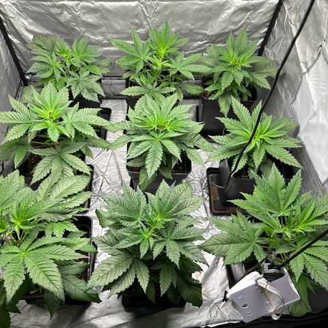 Strawberry Cake CBD growlog timeline photo