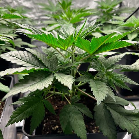 Strawberry Cake CBD growlog timeline photo