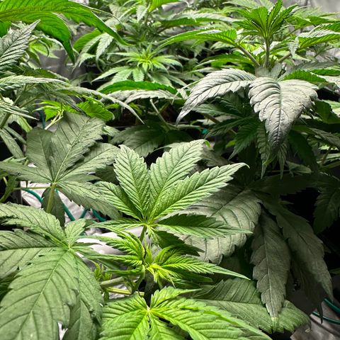 Strawberry Cake CBD growlog timeline photo