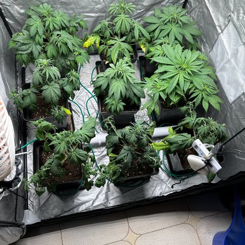 Strawberry Cake CBD growlog photo: 1 semana sin regar por viaje