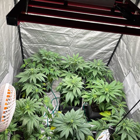 Strawberry Cake CBD growlog photo: Después de 1 día de regado. Nueva mezcla de estimulador de raíces y bloom de plagron natural para recuperar