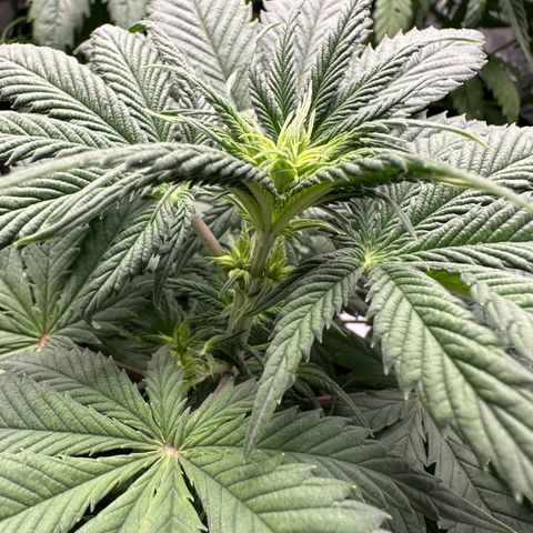 Strawberry Cake CBD growlog photo: Después de 1 día de regado. Nueva mezcla de estimulador de raíces y bloom de plagron natural para recuperar