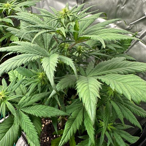 Strawberry Cake CBD growlog timeline photo