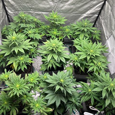 Strawberry Cake CBD growlog timeline photo