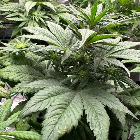 Strawberry Cake CBD growlog timeline photo