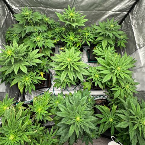 Strawberry Cake CBD growlog timeline photo