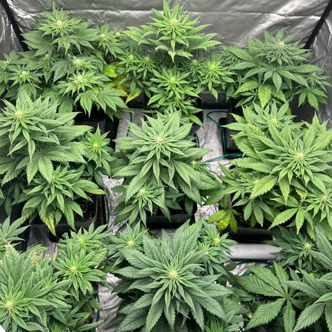 Strawberry Cake CBD growlog timeline photo