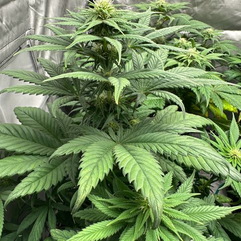 Strawberry Cake CBD growlog timeline photo