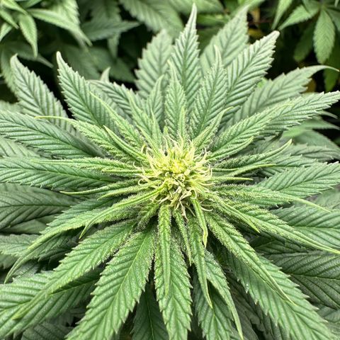 Strawberry Cake CBD growlog timeline photo