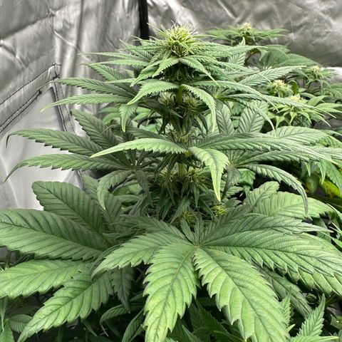 Strawberry Cake CBD growlog timeline photo