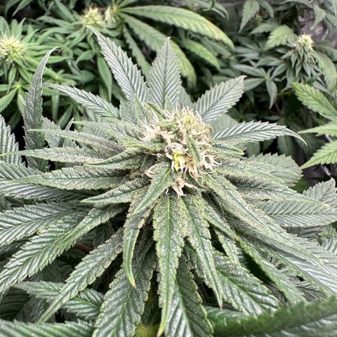 Strawberry Cake CBD growlog timeline photo