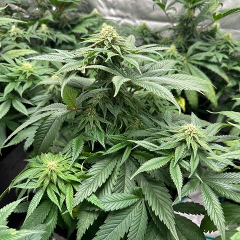 Strawberry Cake CBD growlog timeline photo
