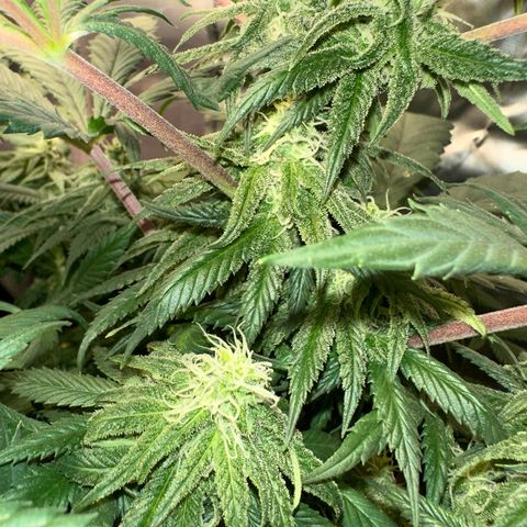 Strawberry Cake CBD growlog timeline photo