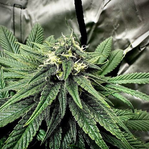 Strawberry Cake CBD growlog timeline photo