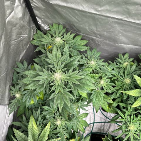 Strawberry Cake CBD growlog timeline photo