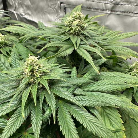 Strawberry Cake CBD growlog timeline photo