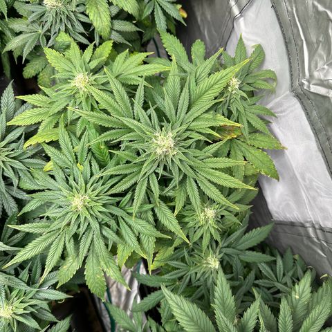 Strawberry Cake CBD growlog timeline photo