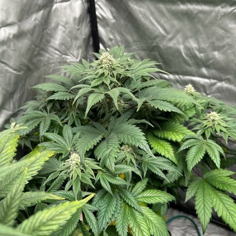 Strawberry Cake CBD growlog timeline photo