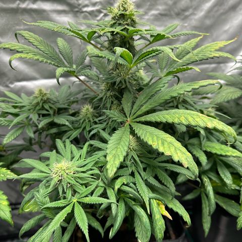Strawberry Cake CBD growlog timeline photo