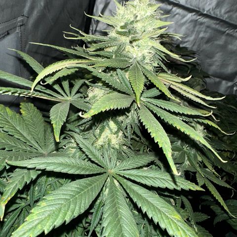 Strawberry Cake CBD growlog timeline photo