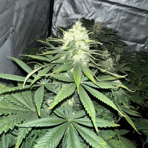 Strawberry Cake CBD growlog timeline photo