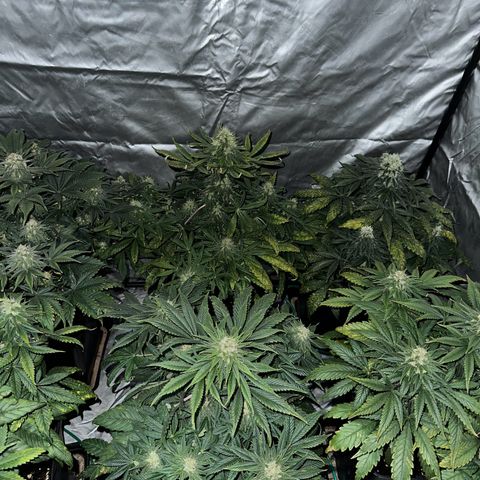 Strawberry Cake CBD growlog timeline photo