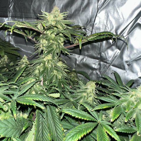 Strawberry Cake CBD growlog timeline photo