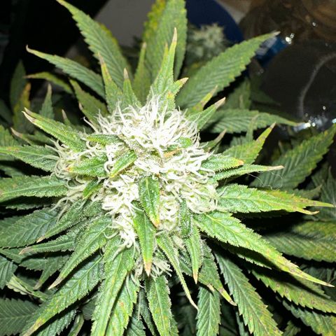 Strawberry Cake CBD growlog timeline photo
