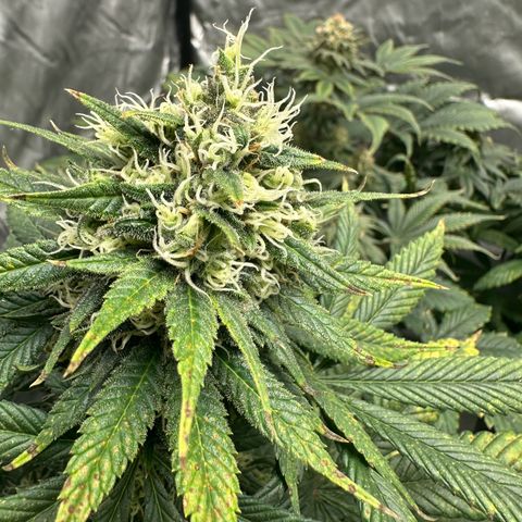 Strawberry Cake CBD growlog timeline photo