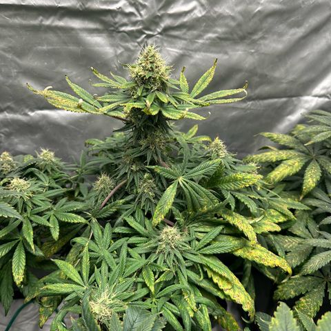 Strawberry Cake CBD growlog timeline photo
