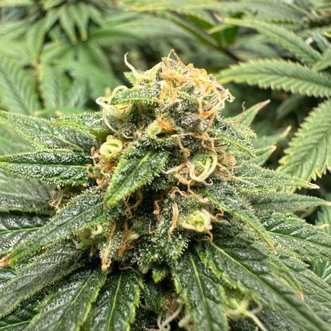 Strawberry Cake CBD growlog timeline photo