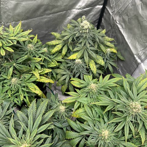 Strawberry Cake CBD growlog timeline photo