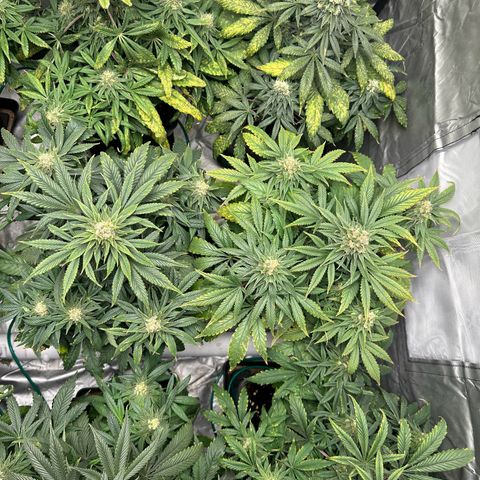 Strawberry Cake CBD growlog timeline photo