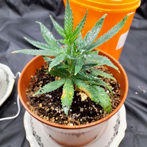 Maceta marrón 🟤 growlog photo: Pasando a vegetación! Tarea: ponerle una botella más grande para protegerla de la luz y que siga creciendo 🌱