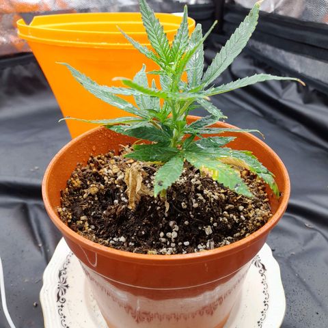 Maceta marrón 🟤 growlog photo: Pasando a vegetación! Tarea: ponerle una botella más grande para protegerla de la luz y que siga creciendo 🌱