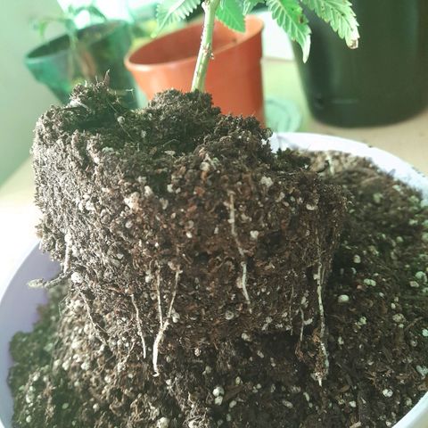 Maceta marrón 🟤 growlog timeline photo