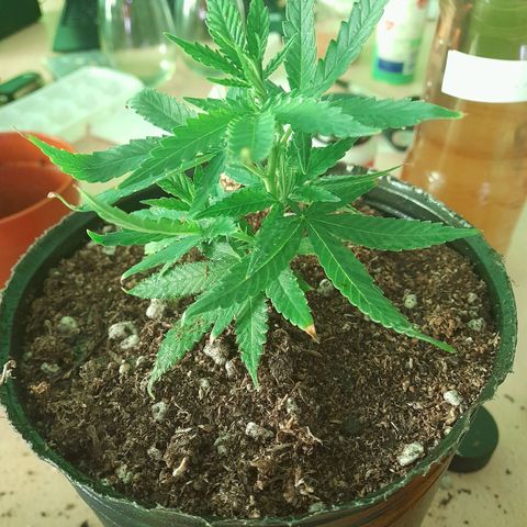 Maceta marrón 🟤 growlog timeline photo