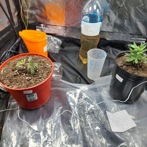 Maceta marrón 🟤 growlog photo: looking good