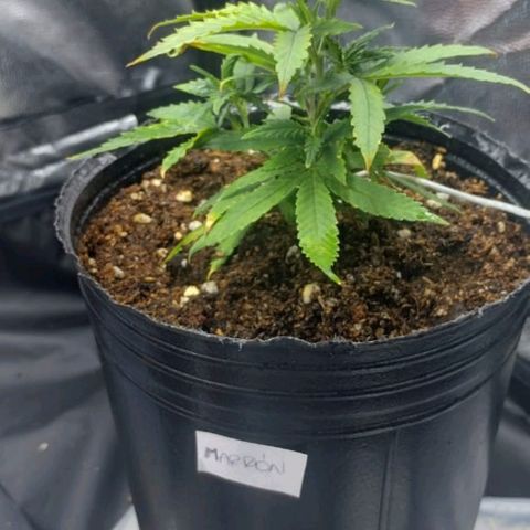 Maceta marrón 🟤 growlog timeline photo