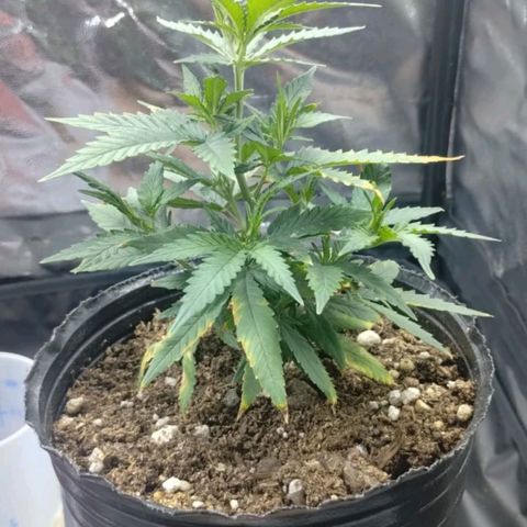 Maceta marrón 🟤 growlog timeline photo