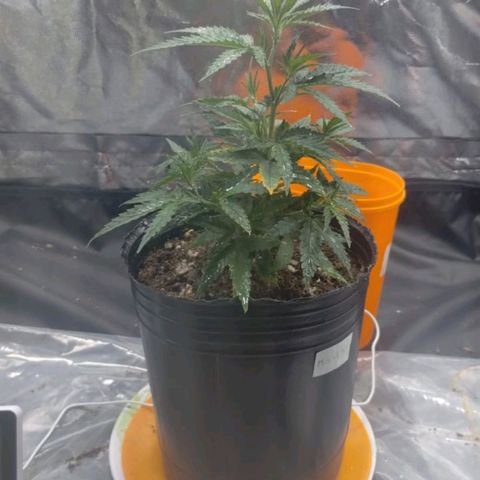 Maceta marrón 🟤 growlog timeline photo