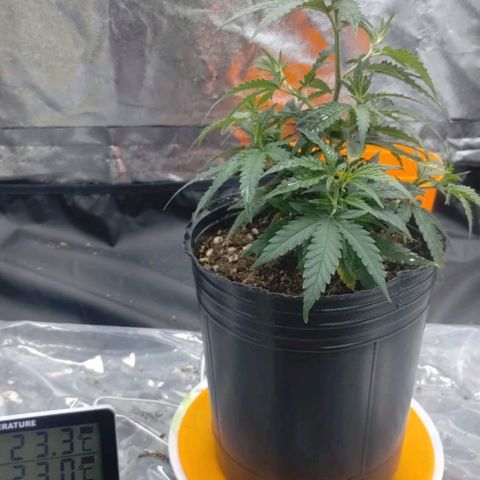 Maceta marrón 🟤 growlog timeline photo
