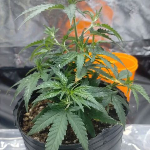 Maceta marrón 🟤 growlog timeline photo
