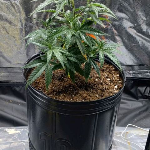 Maceta marrón 🟤 growlog photo: transplante a maceta grande 🏵️