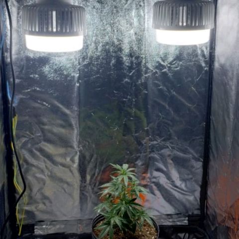 Maceta marrón 🟤 growlog photo: transplante a maceta grande 🏵️