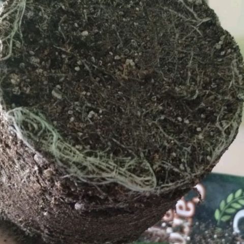 Maceta marrón 🟤 growlog photo: transplante a maceta grande 🏵️