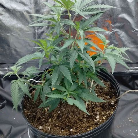 Maceta marrón 🟤 growlog timeline photo