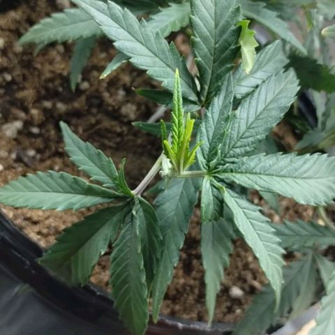 Maceta marrón 🟤 growlog timeline photo