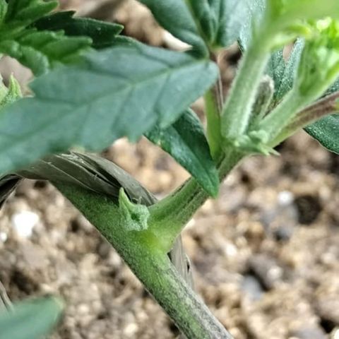 Maceta marrón 🟤 growlog timeline photo