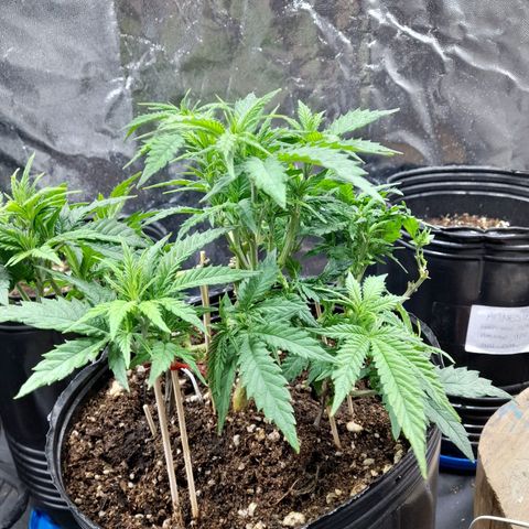 Maceta marrón 🟤 growlog timeline photo